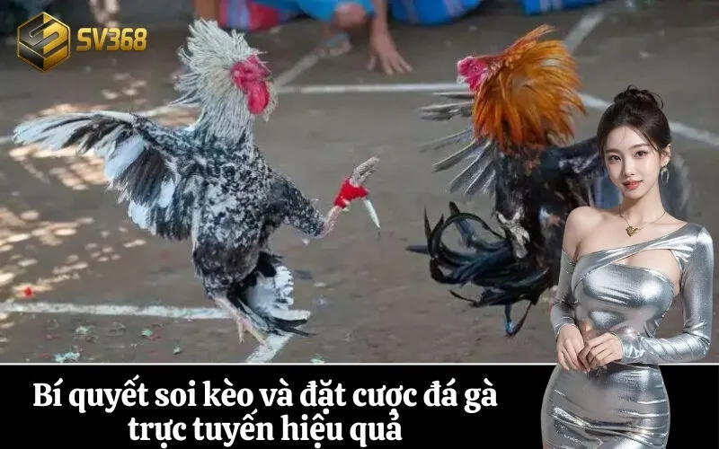 Bí quyết soi kèo và đặt cược đá gà trực tuyến hiệu quả