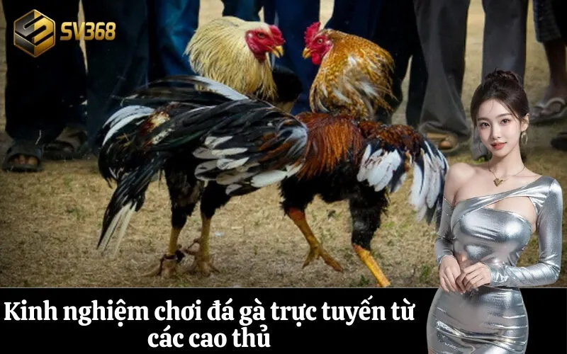 Kinh nghiệm chơi đá gà trực tuyến từ các cao thủ