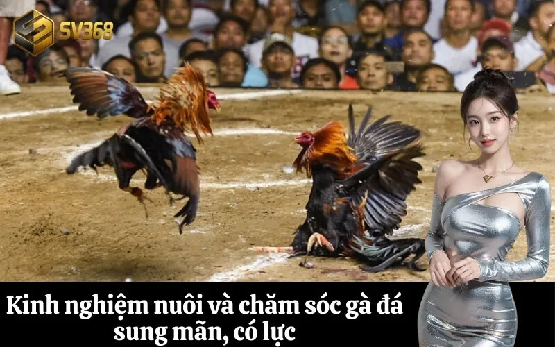 Kinh nghiệm nuôi và chăm sóc gà đá sung mãn, có lực