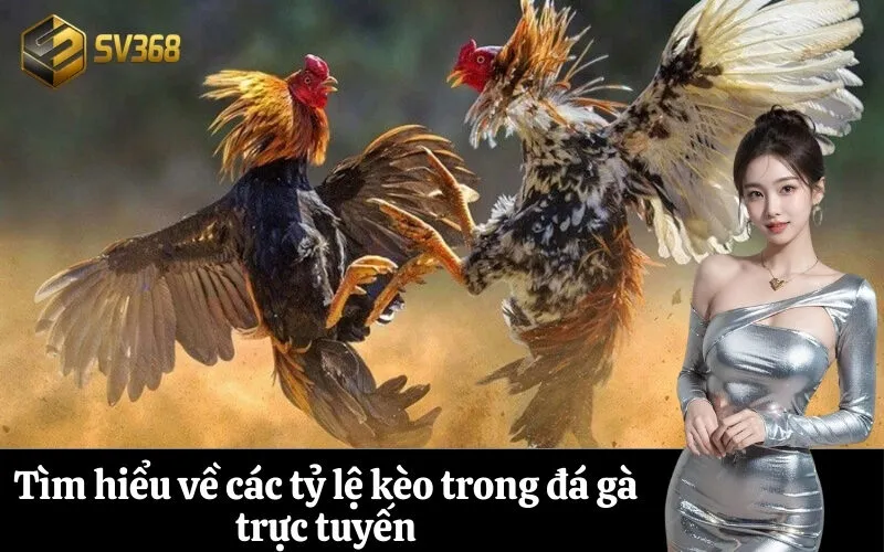 Tìm hiểu về các tỷ lệ kèo trong đá gà trực tuyến